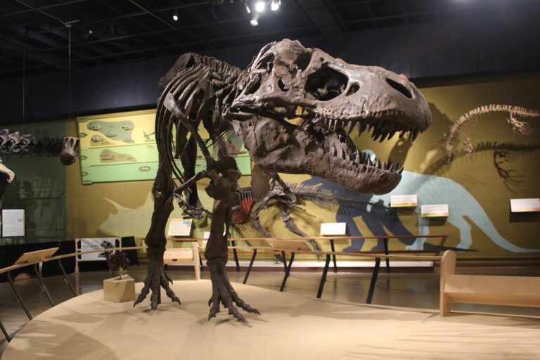 trex skeleton at the natural history museum in cleveland ohio